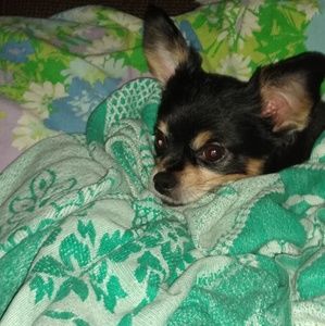 Meet your Posher, Bridget